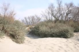 Image result for Atriplex halimus