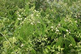 Image result for Acacia schweinfurthii