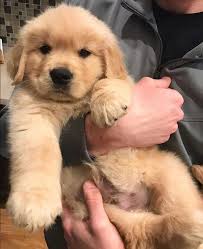 Armars kennel offers deutsch kurzhaar (germany origin) and magyar vizsla (hungary origin) puppies from. Golden Retriever Welpen Golden Retriever Welpen Susse Hunde Welpen Retriever Welpen Golden Retriever Welpen