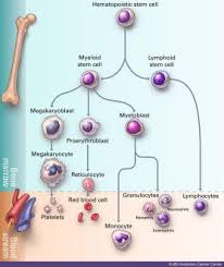 Image result for Leukemia
