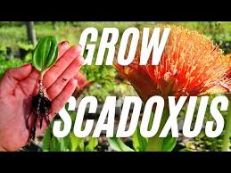 Image result for Scadoxus