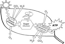 Chloroplast Structure And Function Coloring Photosynthesis Biology Diagrams Biology Classroom