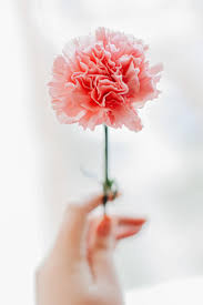 Anna marie jarvis is seen as the founder of mother's day in the united states. The Best Mother S Day Flowers For Your Mom S Zodiac Sign Brit Co