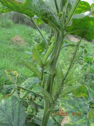 Image result for Cyamopsis