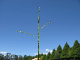 Image result for Panicum gilvum