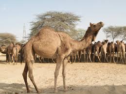 Greater hyderabad municipal corporation confiscates 55 kg camel meat. Camel Slaughters In Hyderabad On The Rise