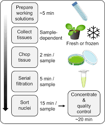 Naheed Tabassum (@NaheedKAUST)