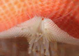 Check spelling or type a new query. Starfish Can See You With Their Arm Eyes Live Science