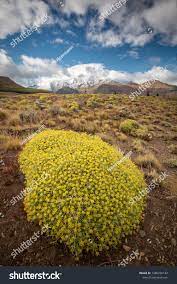 Flowering Plant Neneo Patagonian Steppe Stock Photo 1486756142 |  Shutterstock