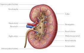 Kidneys Knowledge Amboss