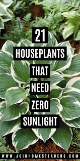 Low Light Houseplants That Can Survive In The Darkest Corner Of Your House In 2020 Low Light House Plants Houseplants Low Light Indoor Plants Low Light