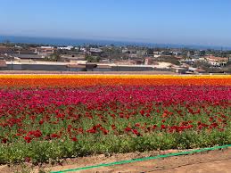 Searching for an apartment for rent in san marcos, ca? The Flower Fields In Carlsbad Sandiego