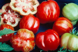 We did not find results for: How To Grow Tomatoes From Seed The Old Farmer S Almanac