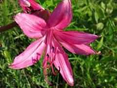 Image result for Ochna cinnabarina