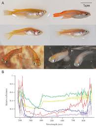 Face detection is a must stage for a face recognition pipeline to have a robust one. Individual Recognition And The Face Inversion Effect In Medaka Fish Oryzias Latipes Elife