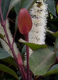 Image result for Cunonia capensis
