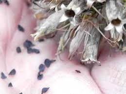 Check spelling or type a new query. Harvesting Sweet William Seeds Youtube Sweet William Flowers Sweet William Flower Seeds
