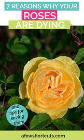 However, all is not lost. 7 Reasons Your Roses Are Dying A Few Shortcuts