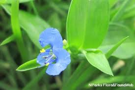 Image result for Commelina diffusa