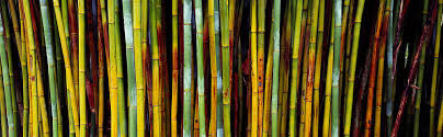 Ninth ward nursery, llc is the only garden center in new orleans that specializes in bamboo. Kanapaha Botanical Gardens Wall Art Fine Art America