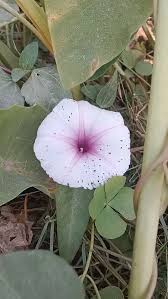 Image result for Ipomoea crassipes