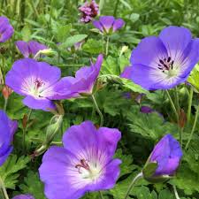 Ground cover plants geranium rozanne perennial geranium perennials container gardening vegetables hardy geranium plants. Geranium Rozanne Gerwat Perennial Hardy Plant 9cm