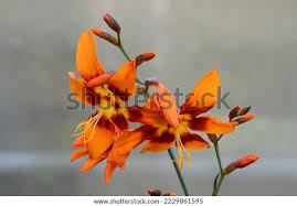 Image result for Rhodopentas