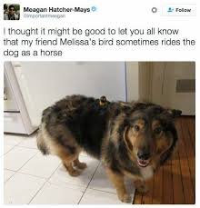 41 Funny Memes Photos Funniest Memes Of The Day Funny Dog Memes Funny Animal Pictures Funny Animals