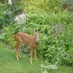 You may be worried that something is eating the cabbage and the cabbage plants in your garden. Deer Resistant Edibles Are There Fruits And Vegetables Deer Won T Eat