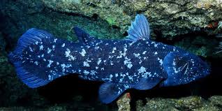 Image result for Coelachne africana