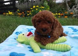 Check spelling or type a new query. Puppies For Sale Red Poodle Paws