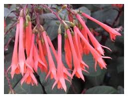 The Dictionary Of The Fuchsia T Z