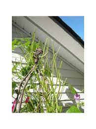 Oh well, i will try covering the ones that are left with some sort of a cloche and see if that helps. Who Is Eating All The Leaves Off My Morning Glory