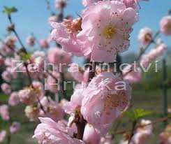 Image result for mandloň trojlaločná