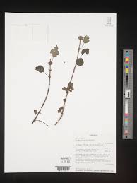 Image result for Pilea rivularis