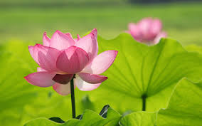 Image result for lotus