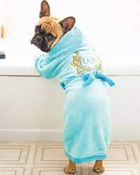 Pin On Frenchies