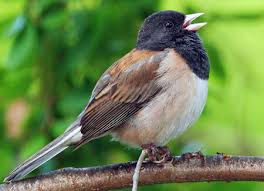 Dark-eyed Junco | American Bird Conservancy
