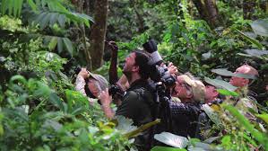 Image result for Orthopichonia schweinfurthii