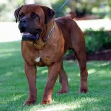 Black Boerboel Puppies For Sale In Durban South African Boerboel Breeders Stl Boerboels Our Dogs African Boerboel South African Mastiff South African Boerboel