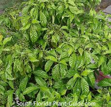 Image result for Coffea schliebenii