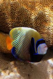 40 Tropical Fish ideas