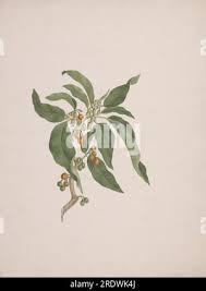 Image result for Discopodium penninervium