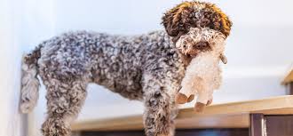 A wide variety of curly haired dogs options are available to you, such as nylon, plastic, and polyester. 16 Curly Haired Dog Breeds Playbarkrun