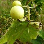 Image result for Solanum viarum