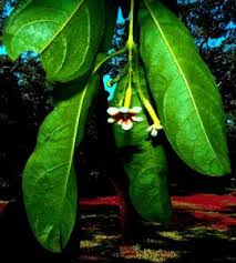 Image result for Schrebera trichoclada