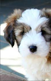 Tibetan Terrier Cute Animals Puppies Pets