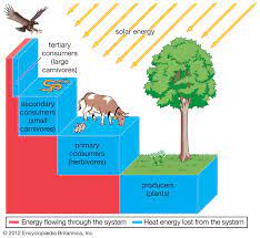 Maybe you would like to learn more about one of these? Trophic Pyramid Definition Examples Britannica