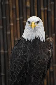 The great collection of eagles hd wallpaper for desktop, laptop and mobiles. Eagle Wallpapers Free Hd Download 500 Hq Unsplash