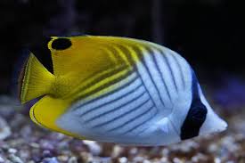 7 ikan hias air tawar yang paling populer sarungpreneur. 9 Ikan Hias Air Laut Populer Mudah Dirawat Oleh Pemula